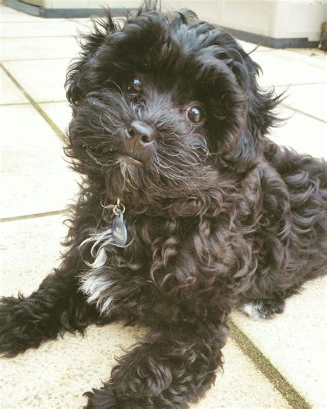 Black maltipoo | Yorkie poodle, Yorkie poo, Poodle puppy