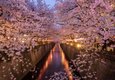 Actualiser 99+ imagen cherry blossom cruise japan 2023 - fr.thptnganamst.edu.vn