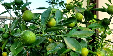 Why Is My Lemon Tree Dropping Fruit? and How To Prevent it