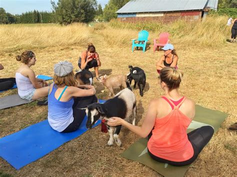 Goat Yoga: It's Yoga ... With Goats! - Modern Farmer