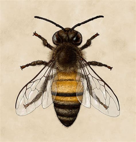 Gallery For > Scientific Illustration Honey Bee | Bee drawing, Bee ...