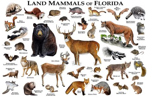 Mammals of Florida Poster Print / Florida Mammals Field Guide | Etsy