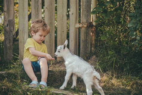 How to take care of a baby goat – ProviCo Rural