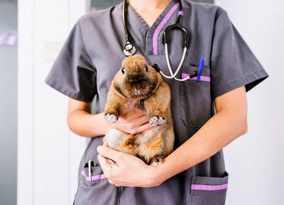 Exotic Pets - Muller Veterinary Hospital