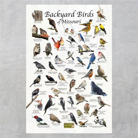 Backyard Birds of Missouri Bird Identification Poster