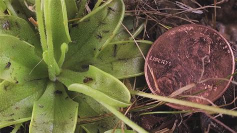 Watch Sunday Morning: Nature up close: The carnivorous Butterwort plant - Full show on CBS