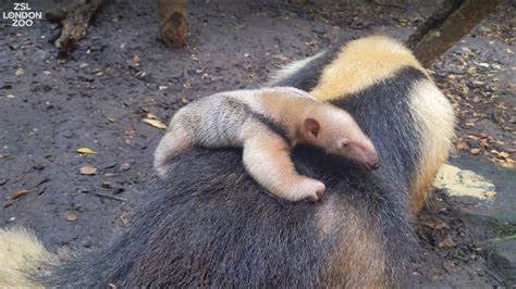 Meet our baby tamandua! - YouTube