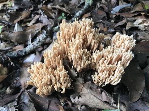 Coral fungus in Western NC : r/mycology