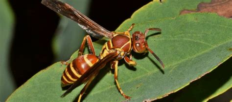 Orange Wasp, Mahogany Wasp: Red Wasp Nest Facts | ABC Blog