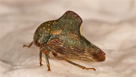 Treehoppers’ environments are defined by their host species | Colorado ...