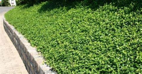 Vinca minor ground cover for the steep slopes | Yard Ideas | Pinterest ...