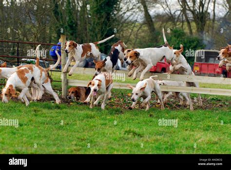 What Dogs Were Used For Fox Hunting