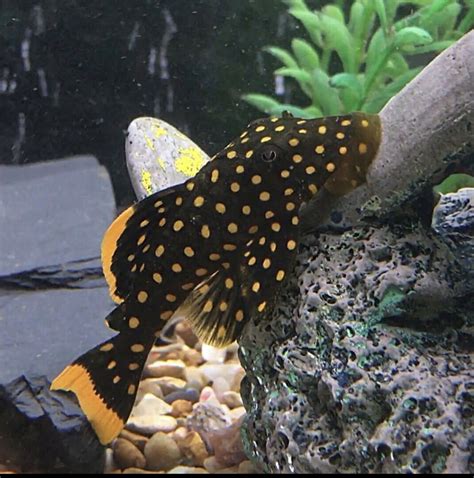 Gold Nugget Pleco Care: Everything You Need To Know - FishHQ