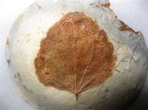 Paleocene Zizyphoides flabellum Leaf #1 | Fossils for Sale