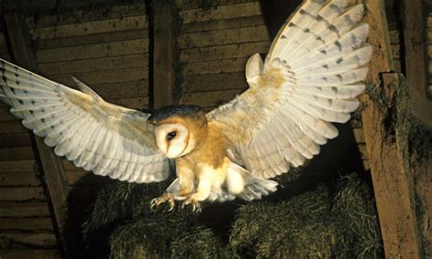 White Barn Owls Have An Amazing Hunting Trick That is Dazzling Prey and Scientists Alike | Owl ...