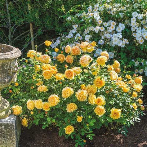 Golden Celebration® | Beautiful flowers garden, David austin roses, Golden celebration rose