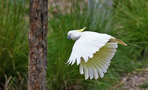 Sulphur-Crested Cockatoo Facts, Pet Care, Behavior, Price, Pictures | Singing Wings Aviary