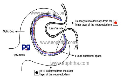 Macula Lutea Histology