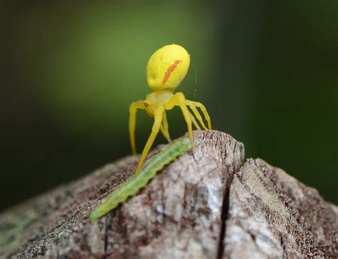 Ohio Birds and Biodiversity: Ballooning spiders