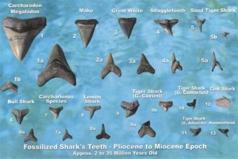 Pin by David Basora on Sharks = Repect no. 2 !! | Shark facts, Shark ...