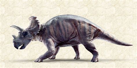 New Horned Dinosaur Species Called 'Most Striking' Ever Discovered | HuffPost