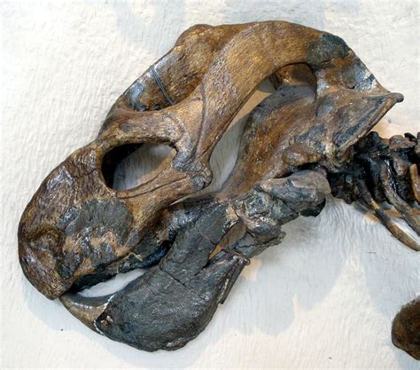 Dicynodont - Wikipedia, the free encyclopedia | Fossils, Dinosaur fossils, Prehistoric