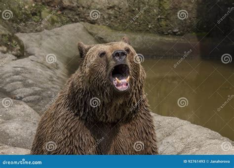 Brown bear roar stock image. Image of roars, trained - 92761493