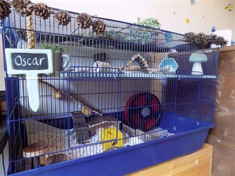 Very large bespoke Hamster cage with all accessories! | in Edinburgh ...