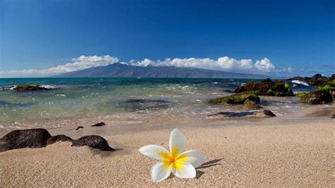 White Tropical Plumeria Flower on Beach HD Wallpaper | ดอกไม้