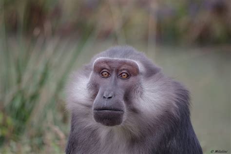 Macaque de Tonkéan - Parc Zoo du Reynou