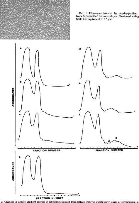 Figure 1 from Polysome Formation in Light-controlled Dormancy. | Semantic Scholar