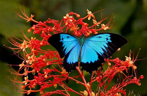 Ulysses Butterfly "Papilio ulysses" | Ulysses Butterfly "Pap… | Flickr