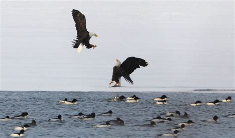 Bald Eagles on Onondaga Lake | syracuse.com