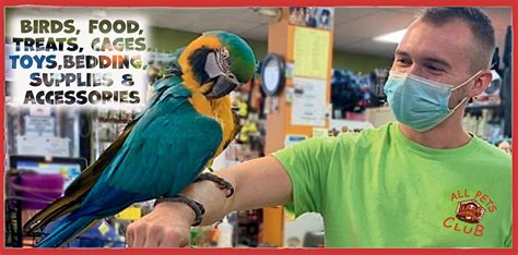 Pet Birds for Sale in Connecticut | ALL PETS CLUB