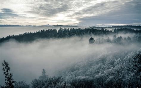 beautiful nature forest fog trees branches nature landscape sky ...