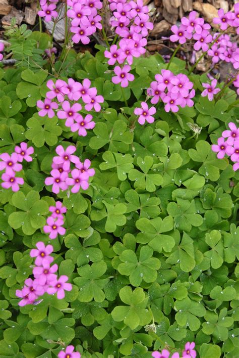 画像をダウンロード creeping wood sorrel edible 266832-How to remove creeping wood sorrel