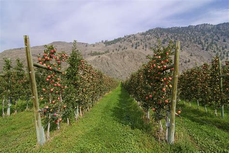 Fruit Stands and Orchards | Fruit Stand Capital | Similkameen