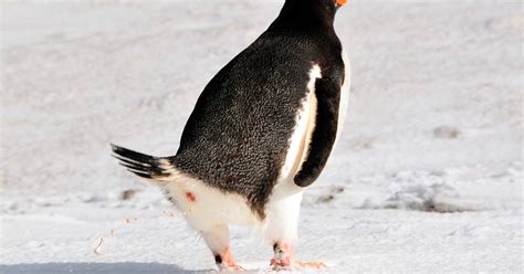 Penguin guano on Ardley Island shows how the seabird was almost wiped ...