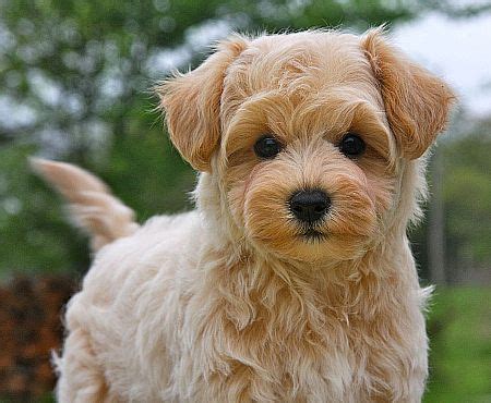 full grown maltipoos - Google Search | Teacup animals, Toy dog breeds, Yorkie poo full grown