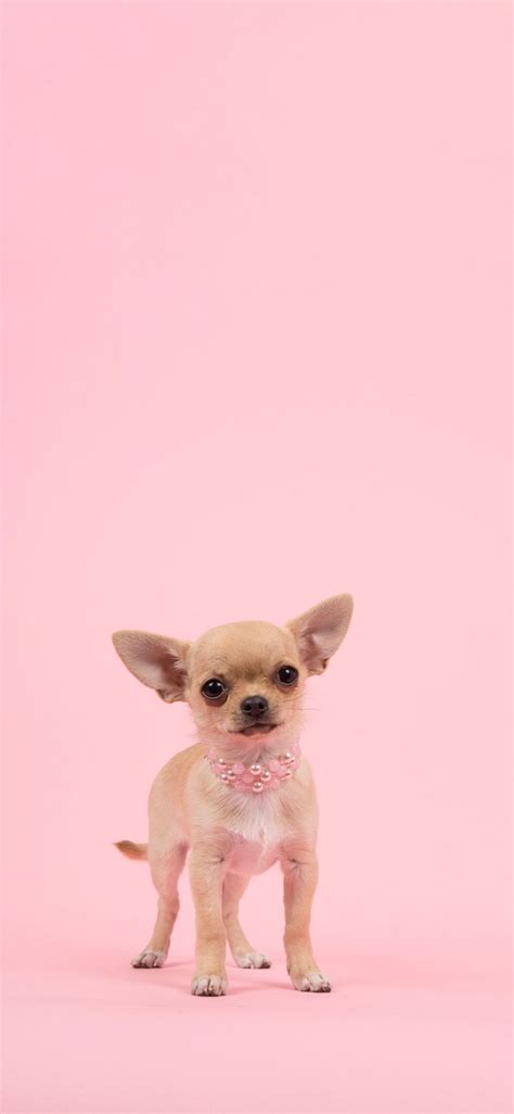 Pink Cute Dog Wallpapers - Wallpaper Cave