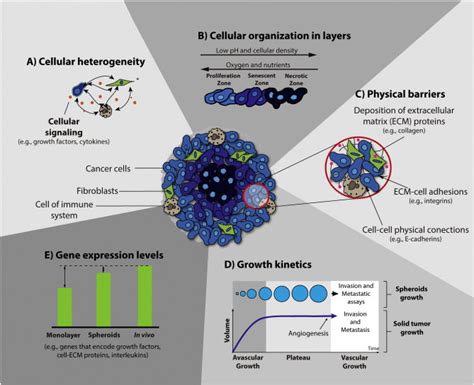 Spheroid cancer models to study drug efficacy – faCellitate