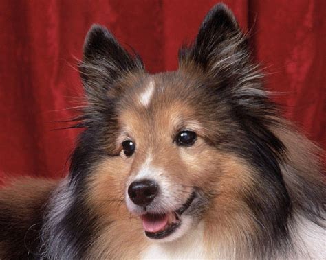 Sheltie Wallpapers - Wallpaper Cave