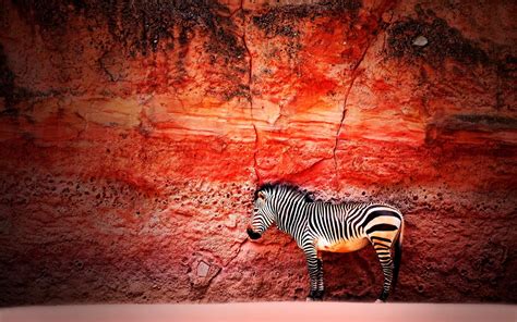Young Zebra wallpaper | animals | Wallpaper Better