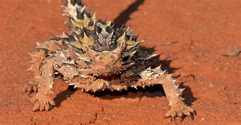 The 11 Weirdest Animals in Australia