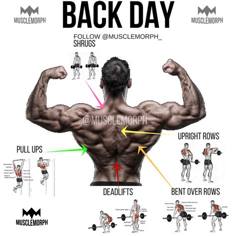 back day back exercise back workout gym bodybuilding fitness musclemorph Fitness Workouts ...