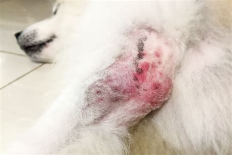 Flea allergy in dogs — All You Need To Know