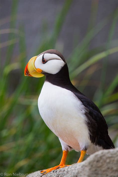 Horned puffin - satapo