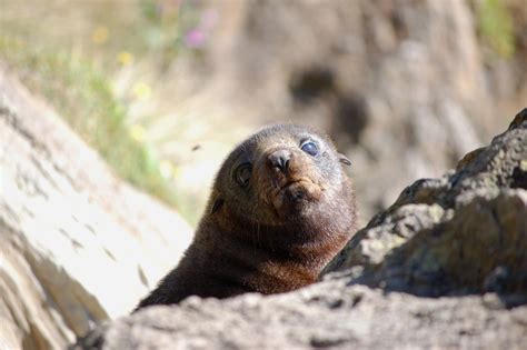 Fur Seal Pup by WonderDookie on DeviantArt