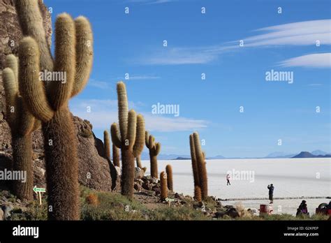 Giant cactus island in the salt flats of Bolivia Stock Photo - Alamy