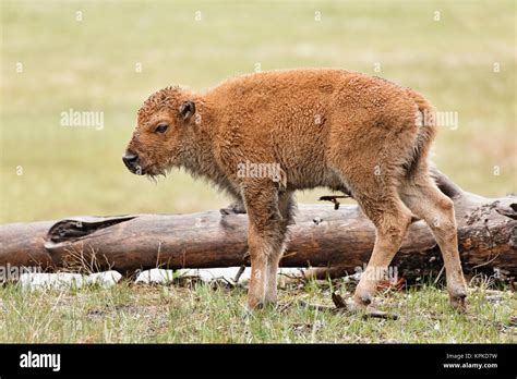 Baby Bison, Yellowstone National Park, Wyoming Stock Photo - Alamy